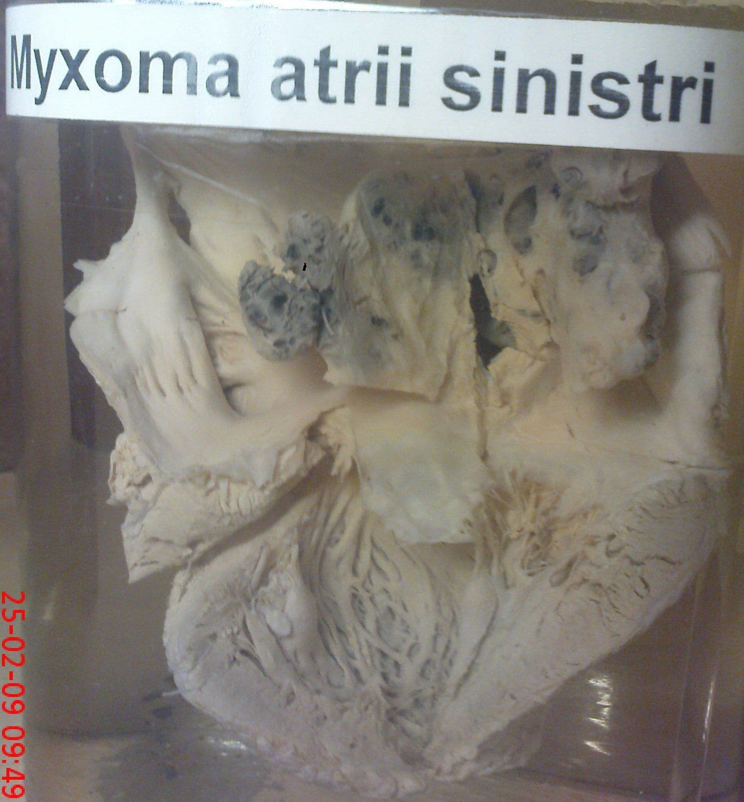 Jagiellonian University Medical College - Medical University Jagiellonian University Medical College - Medical University in Poland